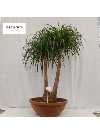 Beaucarnea recurvata V210cm