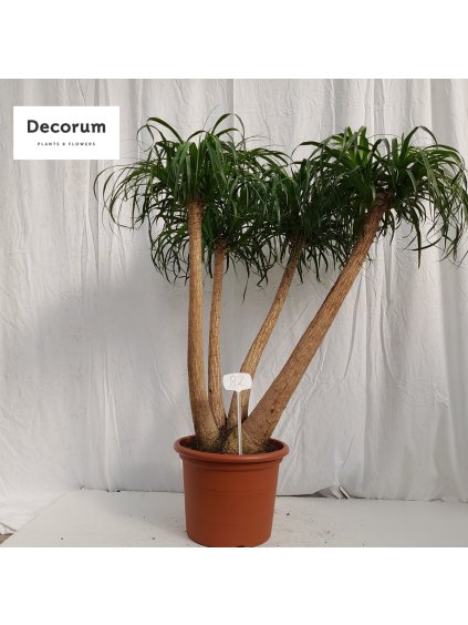 Beaucarnea recurvata V155cm