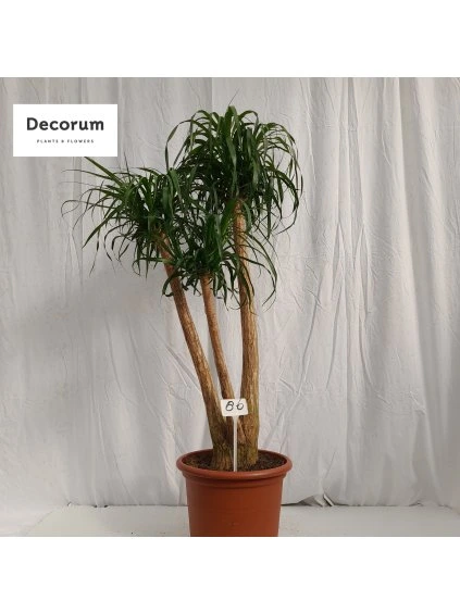 Beaucarnea recurvata V175cm