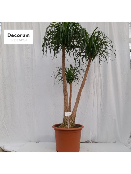 Beaucarnea recurvata V210cm