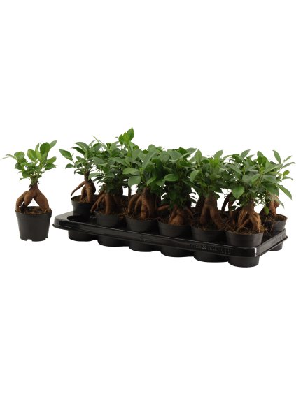 Ficus Ginseng Retusa V20cm