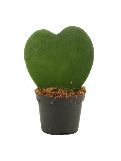 Hoya Kerrii Single V11cm