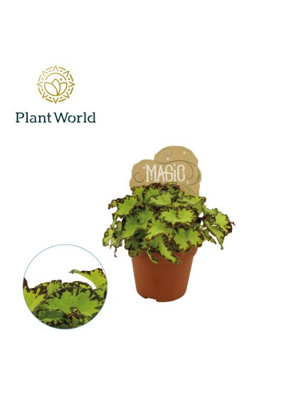 Begonia rex Jive V20cm