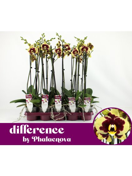 Phalaenopsis Yellow Cow V65cm
