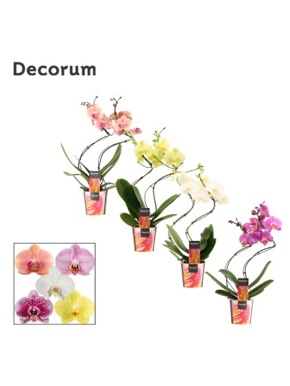 Phalaenopsis hurricane mix V50cm