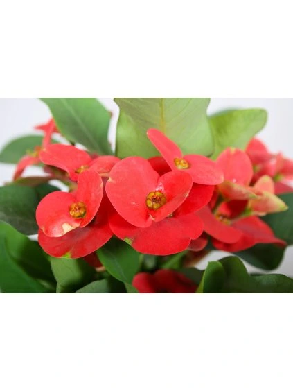 Euphorbia Milii Cardinal V25cm