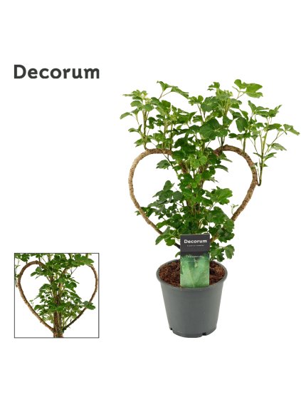 Polyscias Hart 12 cm (Decorum) V45cm