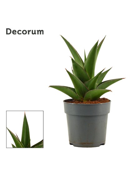 Sansevieria Abbey crown V25cm