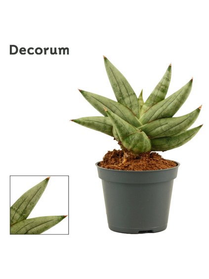 Sansevieria Artistic R6cm V12cm