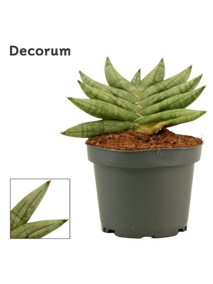 Sansevieria Artistic fan V12cm