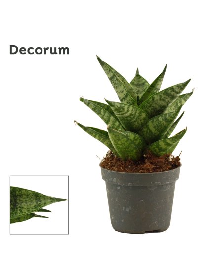 Sansevieria Brilliant crown V12cm