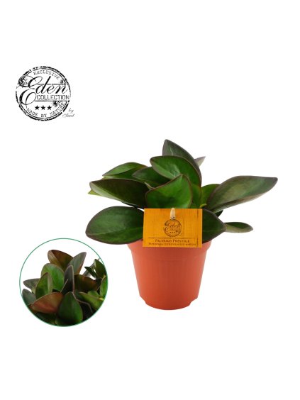 Peperomia Clussifolia Red Margin V20cm