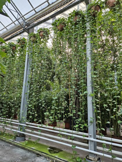 Epipremnum Aureum V400cm