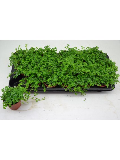 PILEA DERPESSA V10cm