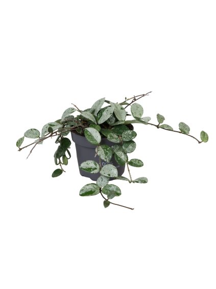 Hoya Mathilde SplashD