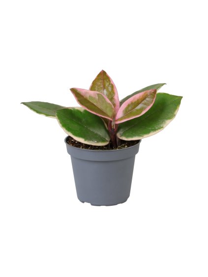 Hoya Flamingo DreamD