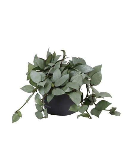 Hoya Krohiana EskimoD