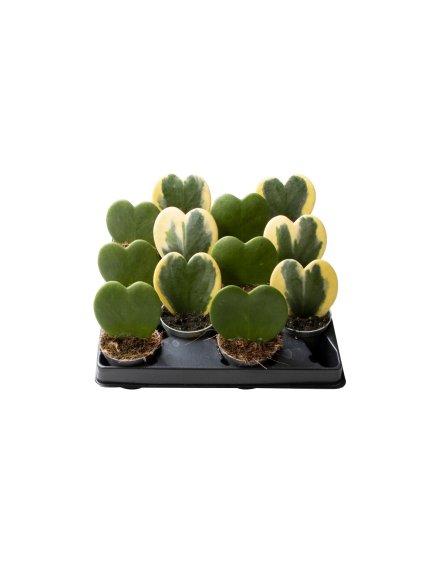 Hoya Kerrii mix V8cm