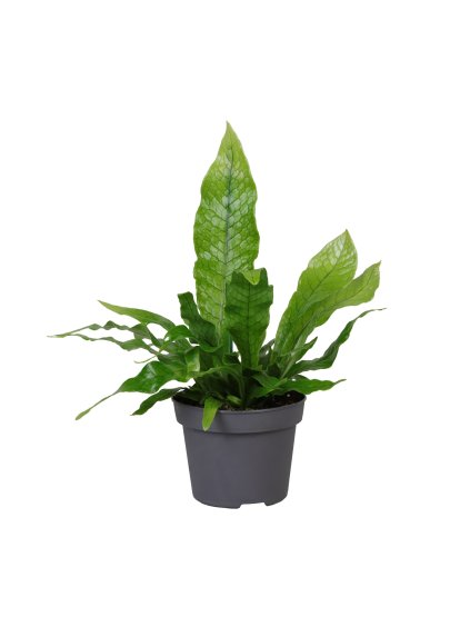 Microsorum Crocodyllus V22cm