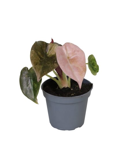 Alocasia Cuprea Red Variegated V10cm