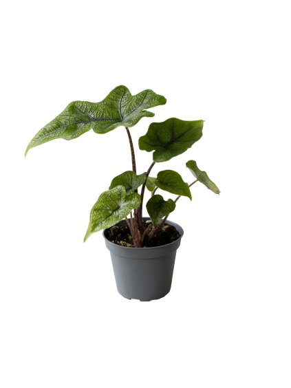 Alocasia Jacklyn V10cm