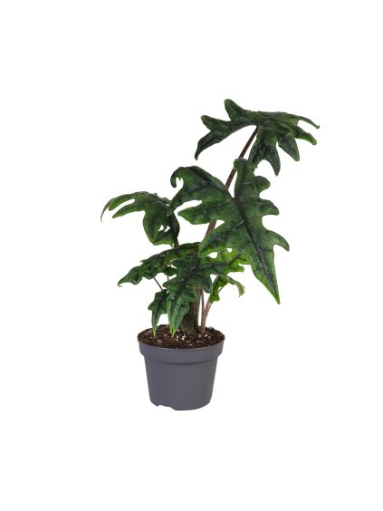 Alocasia Jacklyn V35cm
