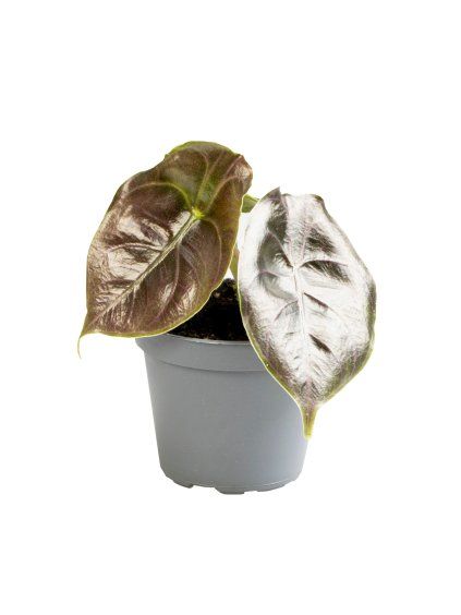 Alocasia Azlanii V8cm