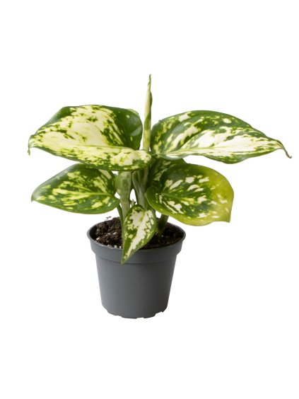 Aglaonema Snowflake V12cm