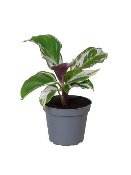 Calathea White Miracle V15cm