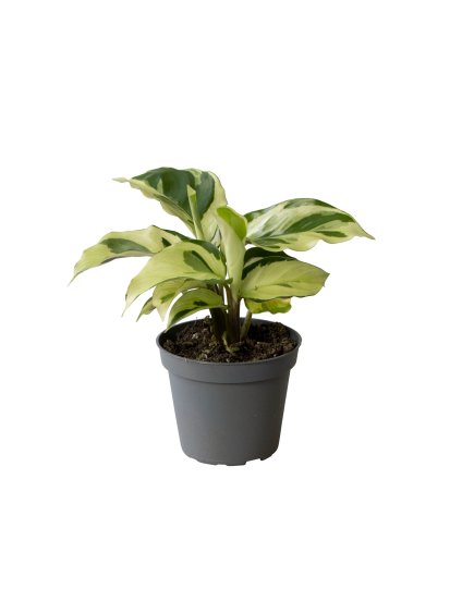 Calathea Yellow Miracle V15cm