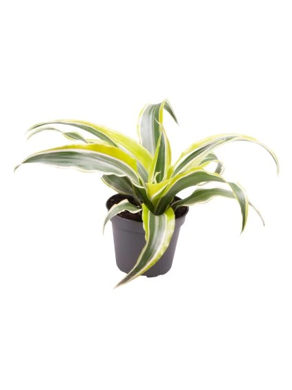 Dracaena fragrans 'Lemon Surprise' V12cm