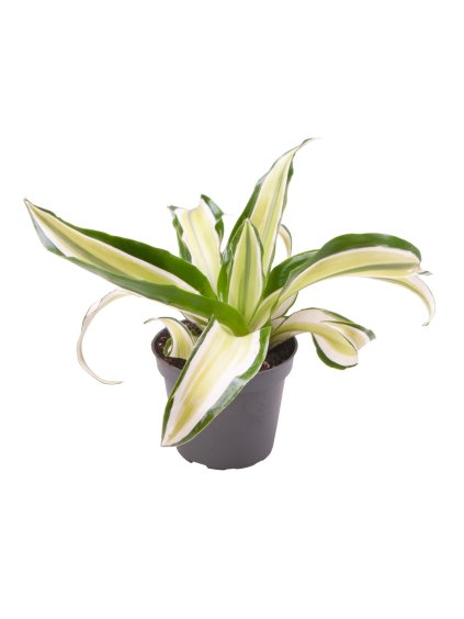 Dracaena fragrans 'Malaika' V12cm