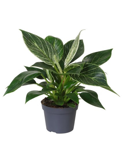 Philodendron White Measure V25cm