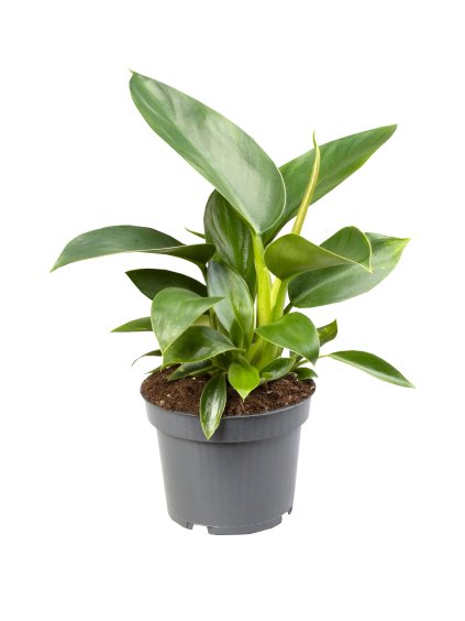 Philodendron 'Green Princess' V25cm