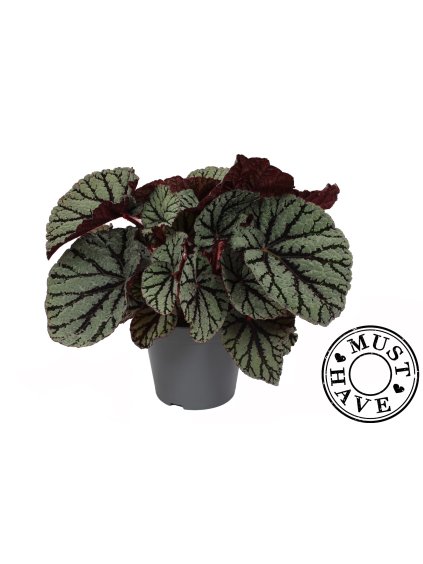 Begonia Fedor V35cm