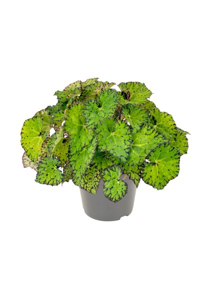 Begonia Lime Fever V35cm