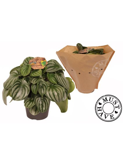 Peperomia argyreia V32cm