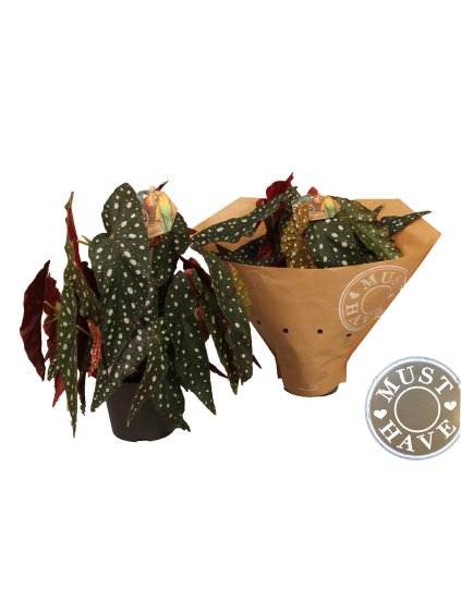 Begonia maculata 'Wightii' V35cm