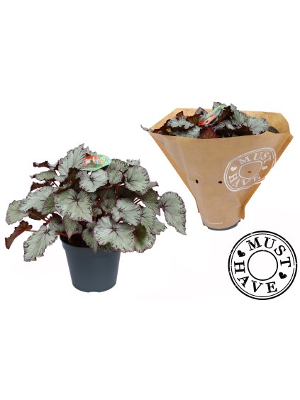Begonia Hawaiian Silver V35cm