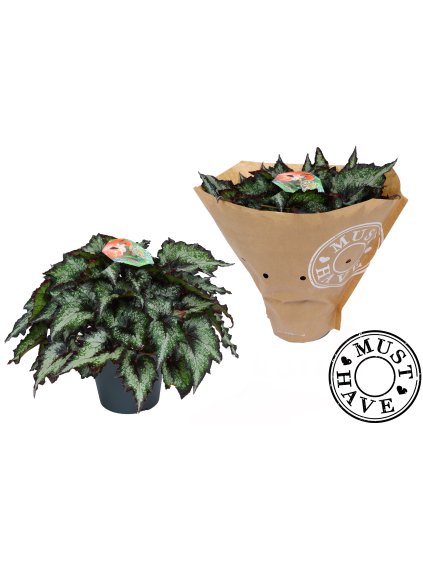 Begonia Green Valley V35cm