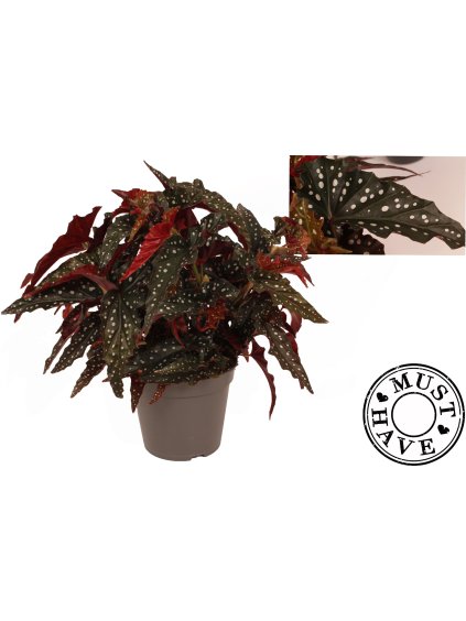 Begonia maculata 'Black Forest' V35cm