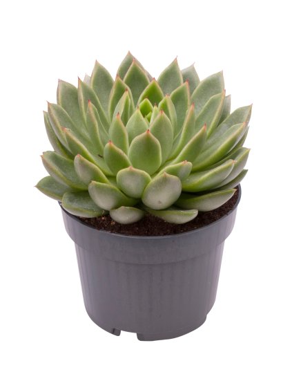 Echeveria agavoides V12cm