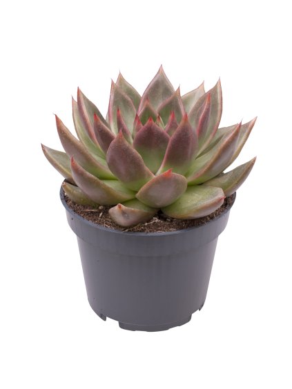 Echeveria Mars Galaxy R9cm V15cm