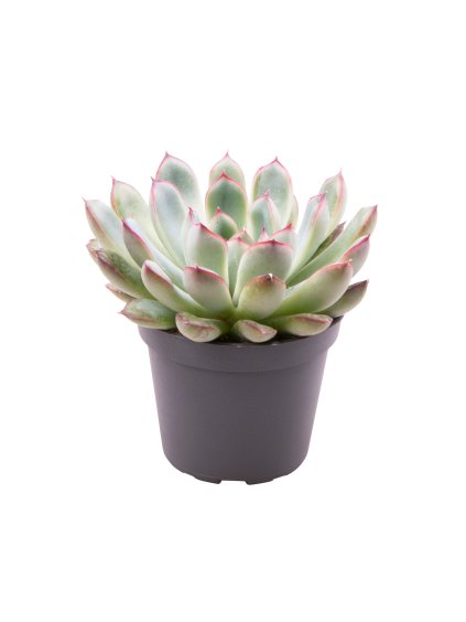 Echeveria pulidonis V10cm