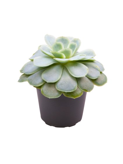 Echeveria elegans V10cm