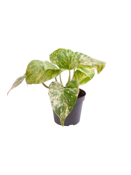 Epipremnum pinnatum 'Marble Queen' V15cm