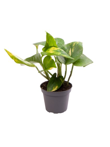 Epipremnum pinnatum 'Aureum' V15cm