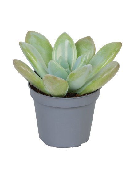 Echeveria Opalina V10cm