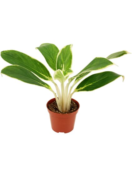 Aglaonema 'White Lime' V25cm