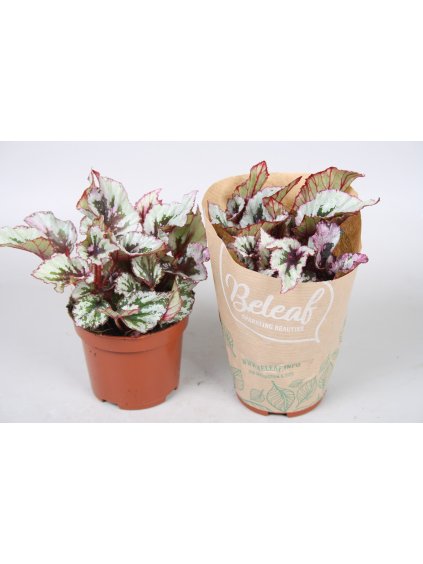 Begonia Beleaf Evening Glow V15cm